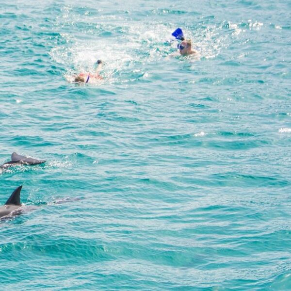 Hurghada: Dolphin