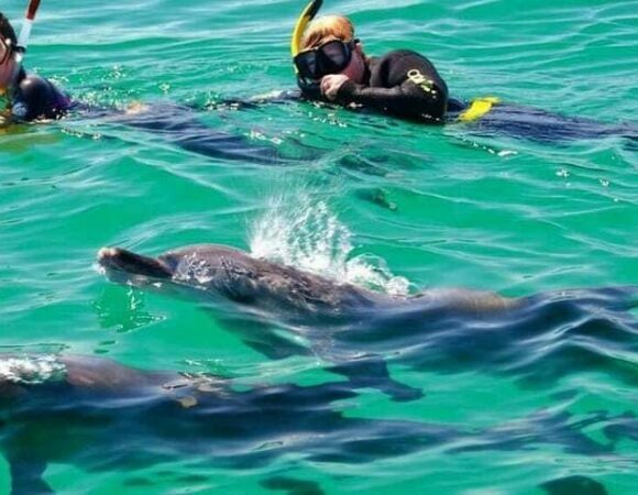 Hurghada: Delfin House Schnorchel-Tagesausflug
