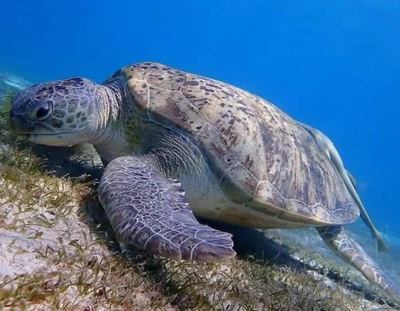 Abu Dabbab Marsa Alam trip from Hurghada