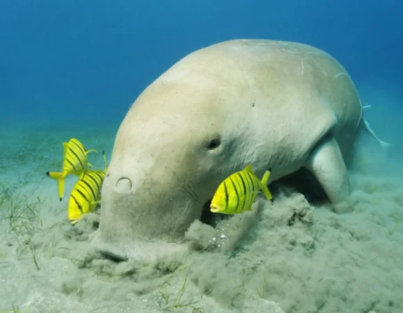 Abu Dabbab bay Marsa Alam