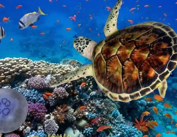 Abu Dabbab beach Marsa Alam