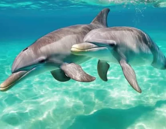 Dolphin House Hurghada Egypt