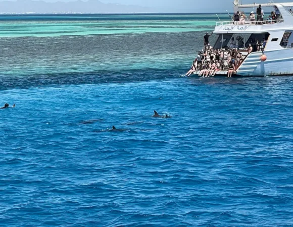 Dolphin House Hurghada diving