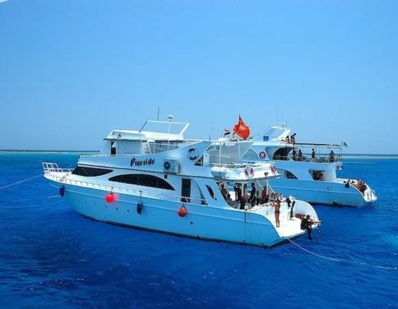 Dolphin House Hurghada price