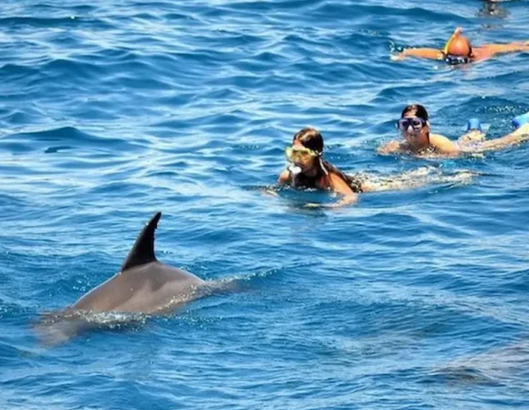 Dolphin House Hurghada: Swim with Wild Dolphins & Snorkeling Boat Trip