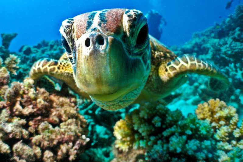 Marsa Alam: Šnorchlovací výlet na Marsa Mubarak