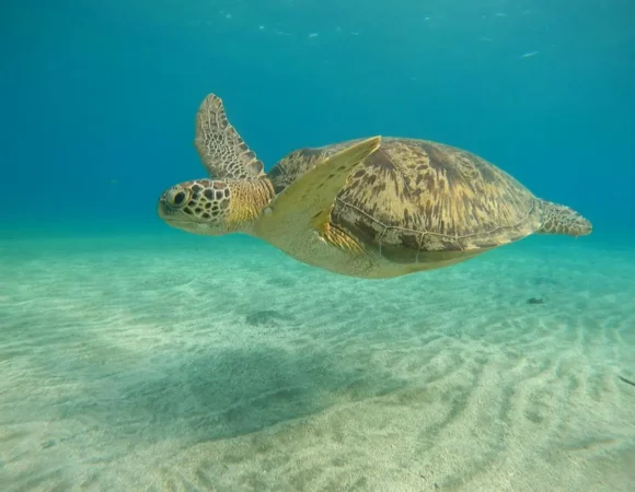 Turtle Bay Marsa Alam trip