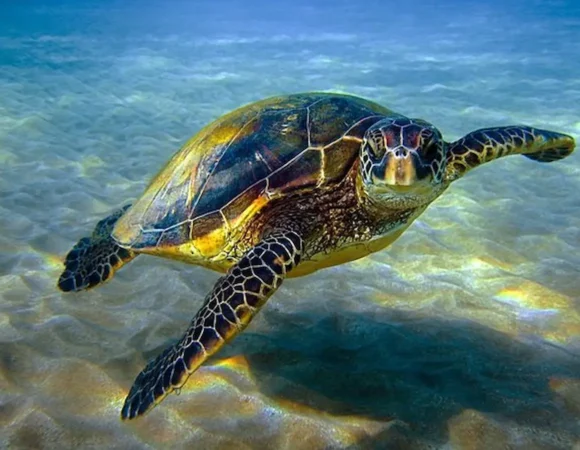 Turtle Bay Marsa Alam trip from Hurghada