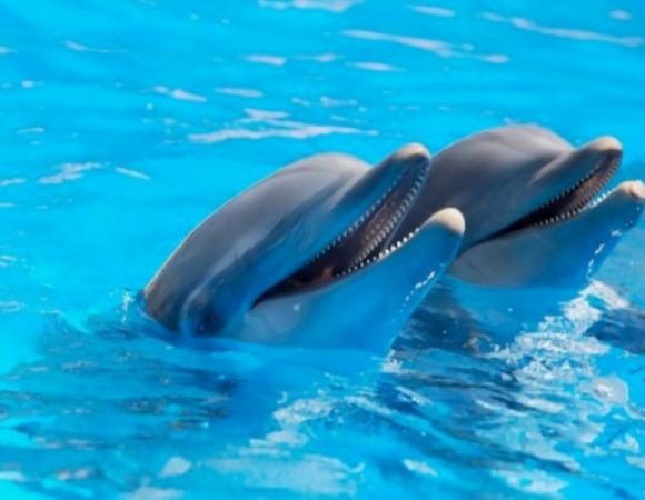 Hurghada: Delfinshow und Walross