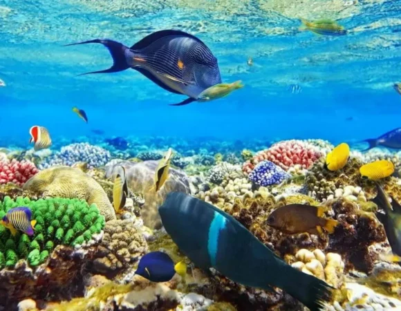 Marsa Mubarak Snorkeling 1