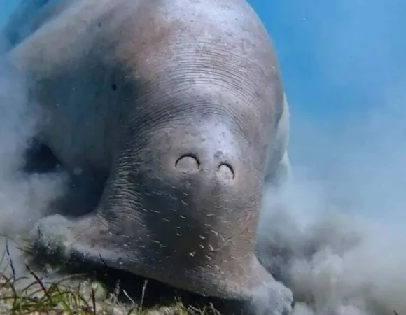 Marsa Mubarak Snorkeling 2