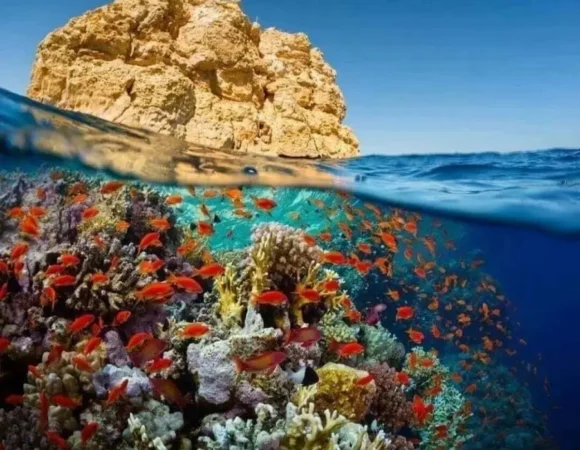 Marsa Mubarak Snorkeling 3