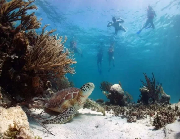 Turtle Bay Marsa Alam 4