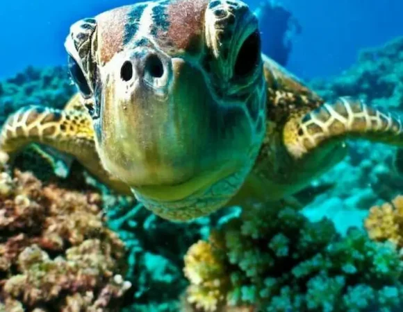 Marsa Mubarak Snorkeling - Turtle Bay & Marsa Mubarak Reef