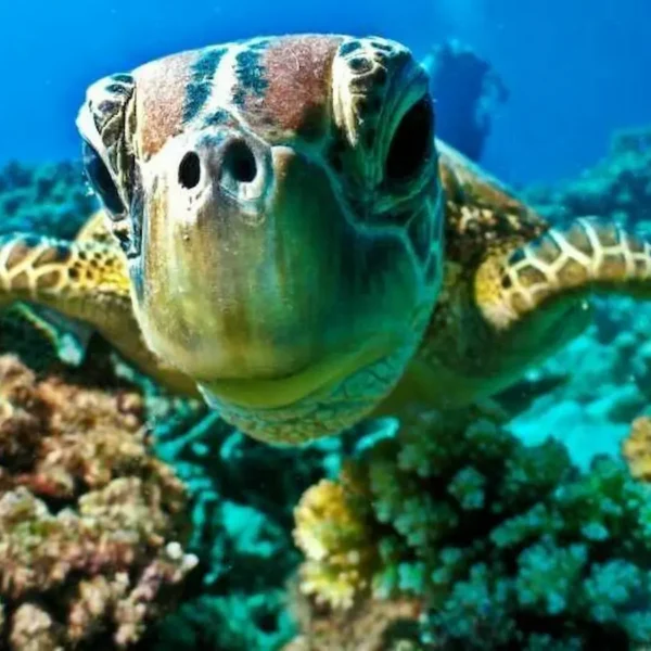 Marsa Mubarak Snorkeling - Turtle Bay & Marsa Mubarak Reef