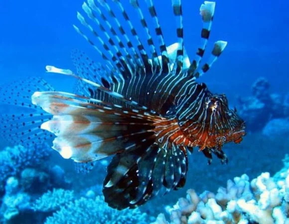 SeaScope Marsa Alam 2