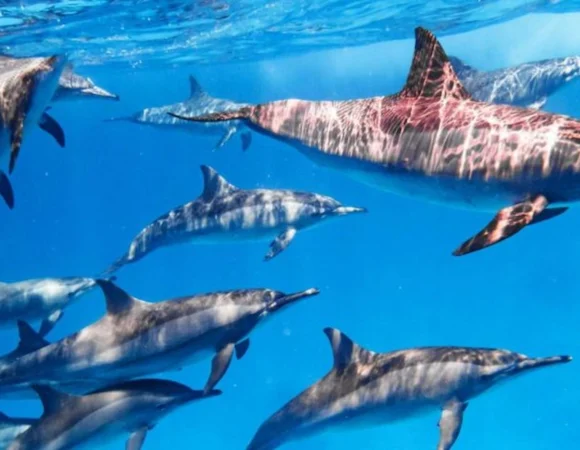 Sataya Reef Dolphin House 5