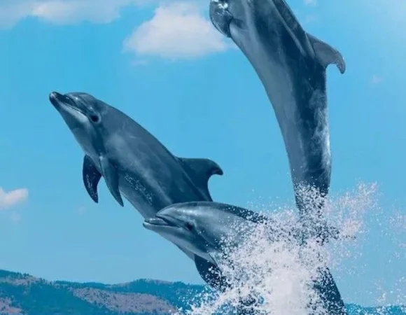 Sataya Reef Marsa Alam & Swim with Dolphin in Dolphin House