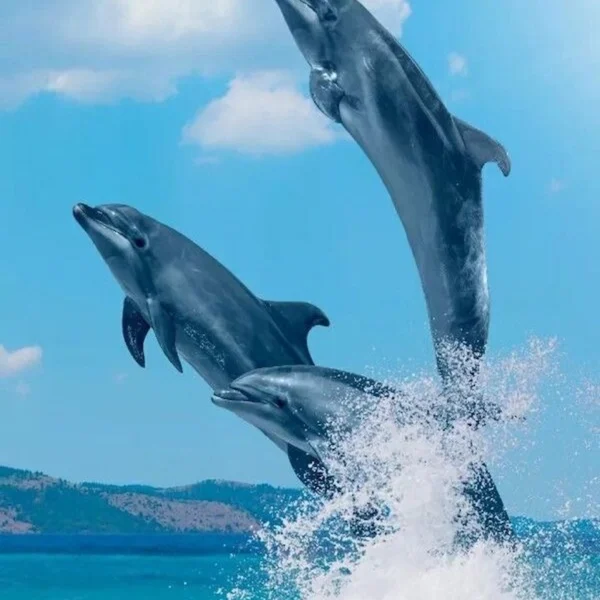 Sataya Reef Marsa Alam & Swim with Dolphin in Dolphin House