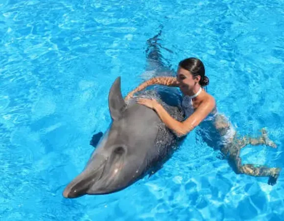 swim with dolphins