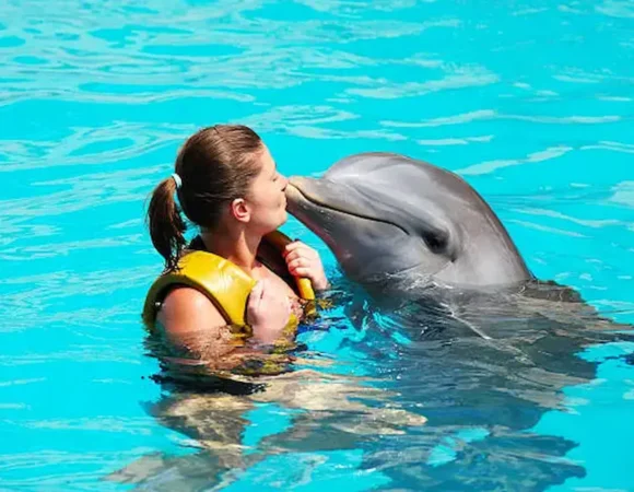 swim with dolphins Hurghada