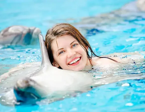 swimming Dolphins in Hurghada