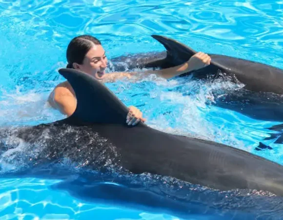 swimming with dolphins Egypt