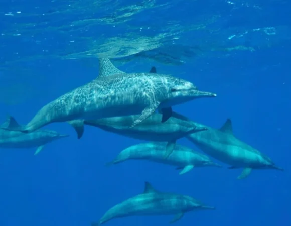 SeaScope Sharm el Sheikh 11