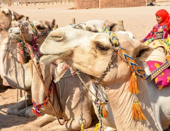 Hurghada safari tour