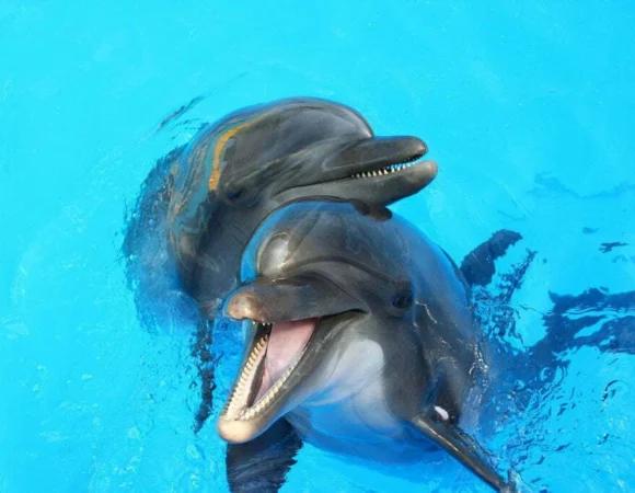 Dolphin Park Sharm El Sheikh 8