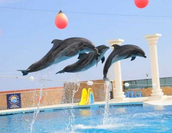 Dolphin Show Sharm el Sheikh - Book Dolphin Park with Family