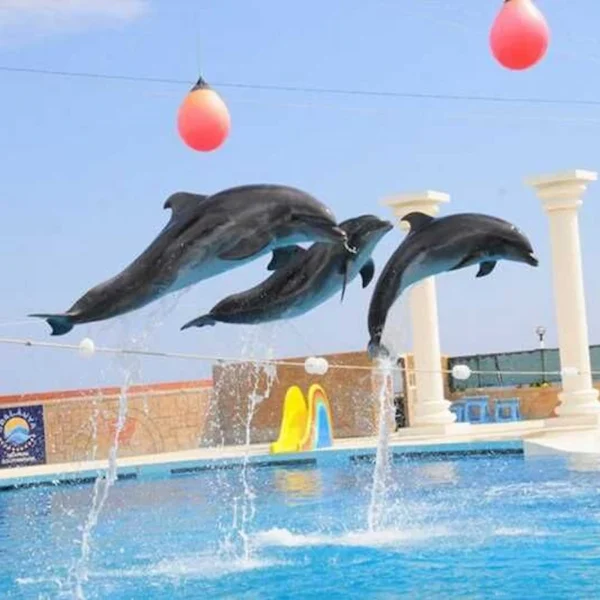 Dolphin Show Sharm el Sheikh - Book Dolphin Park with Family