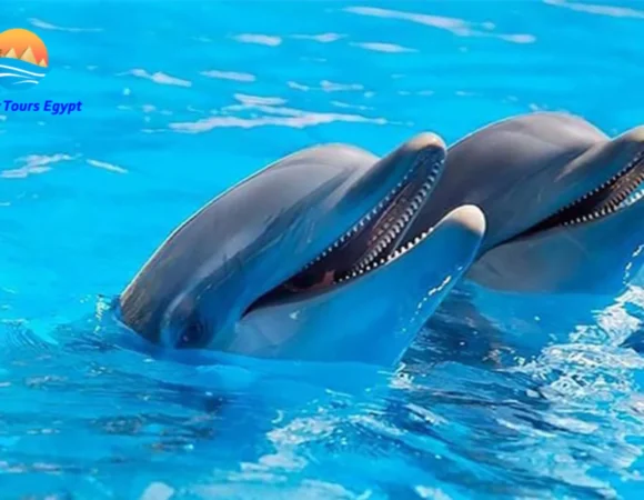 Dolphin Show Sharm el Sheikh 2