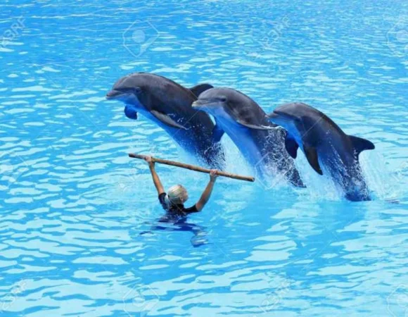 Dolphin Show Sharm el Sheikh 3