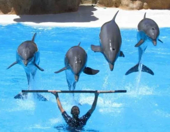 Dolphin Show Sharm el Sheikh 4