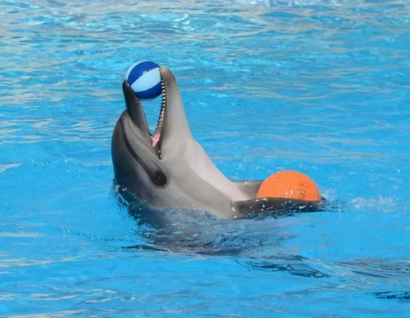 Dolphin Show Sharm el Sheikh 5