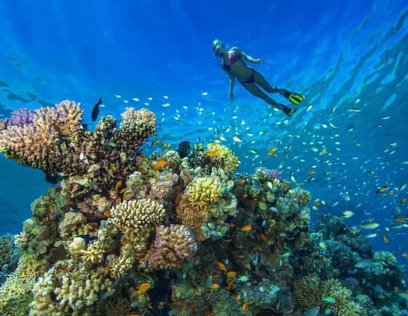 Tiran Island Snorkeling - Tiran island Tour by boat