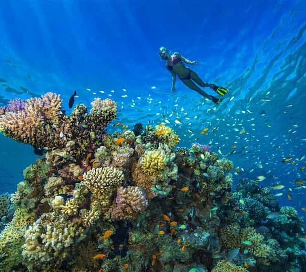 Tiran Island Snorkeling - Tiran island Tour by boat