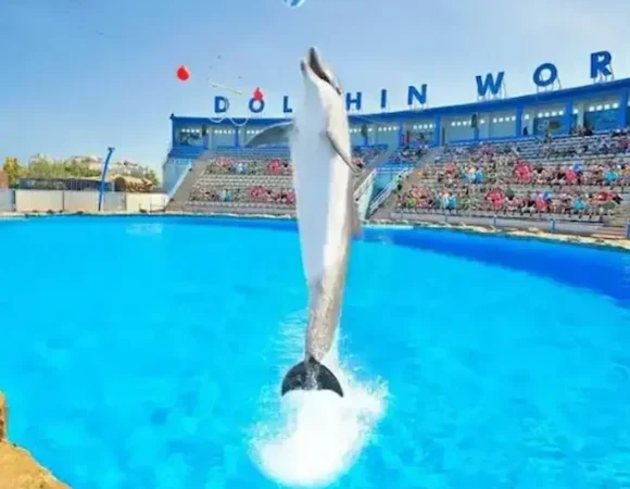 Delphin show Hurghada