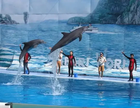 Delphin show in Hurghada Egypt