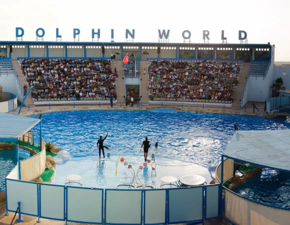Dolphin World Egypt Hurghada Egypt