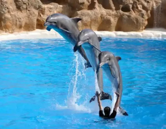 Dolphin World in Egypt Hurghada