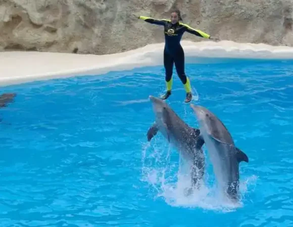 Dolphin show Hurghada Egypt price