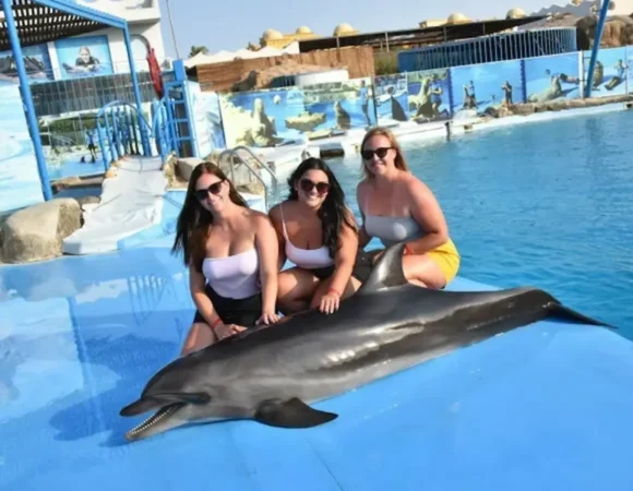 Dolphin show in Egypt Hurghada price