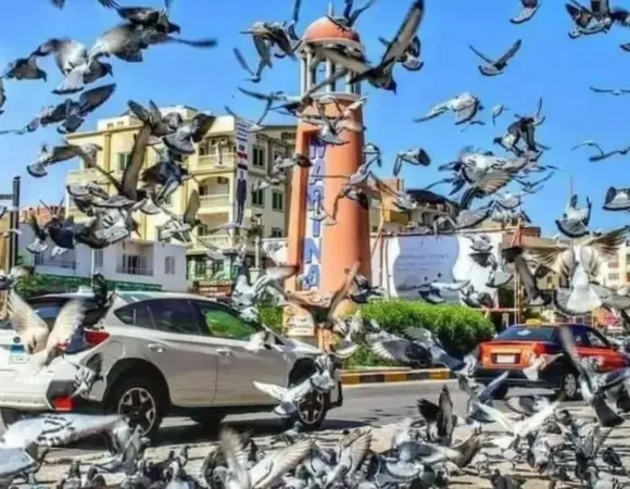 Private Hurghada city trip