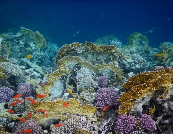 Sharm el Naga snorkeling