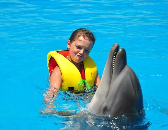 Swimming with Dolphins Sharm El Sheikh - Dolphin Swimming Experience