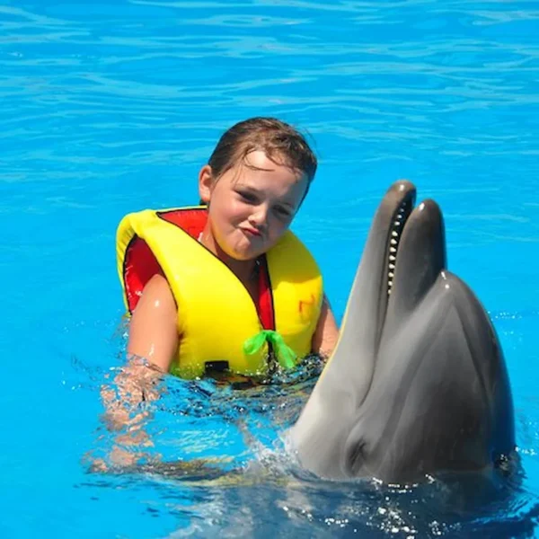 Swimming with Dolphins Sharm El Sheikh - Dolphin Swimming Experience