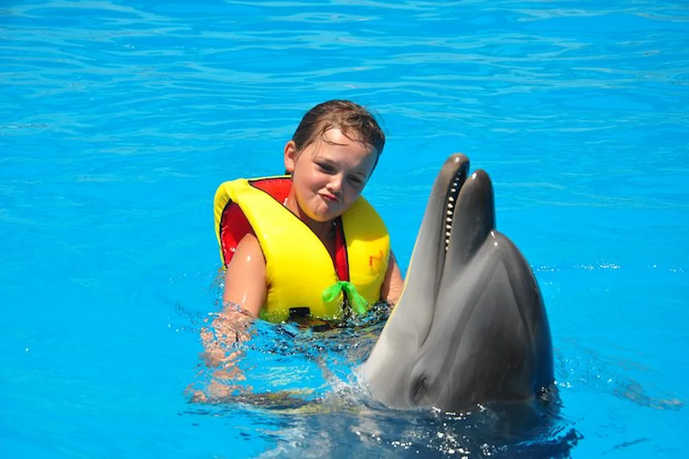Swimming with Dolphins Sharm El Sheikh - Dolphin Swimming Experience
