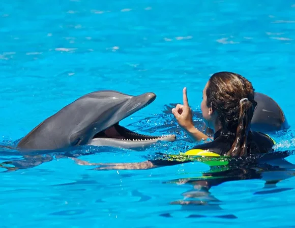 Swimming with Dolphins Sharm El Sheikh 3